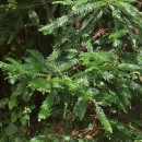 Sequoia sempervirens Endl.Sequoia sempervirens Endl.
