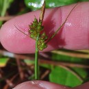 Carex pilulifera L.Carex pilulifera L.