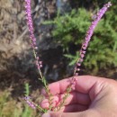 Calluna vulgaris (L.) HullCalluna vulgaris (L.) Hull