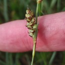 Carex panicea L.Carex panicea L.