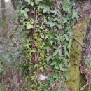 Hedera hibernica (G. Kirchn.) Bean‹Hedera hibernica (G. Kirchn.) Bean‹