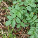 Rosa spinosissima L.Rosa spinosissima L.