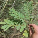 Robinia pseudoacacia L.Robinia pseudoacacia L.
