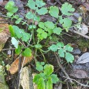 Chelidonium majus L.Chelidonium majus L.