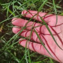 Peucedanum lancifolium LangePeucedanum lancifolium Lange