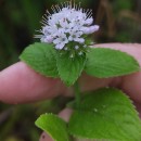 Mentha aquatica L.Mentha aquatica L.
