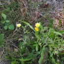 Andryala integrifolia L.Andryala integrifolia L.