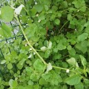 Salpichroa origanifolia (Lam.) Baill.Salpichroa origanifolia (Lam.) Baill.