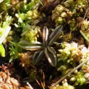 Pinguicula lusitanica L.Pinguicula lusitanica L.