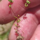 Radiola linoides RothRadiola linoides Roth