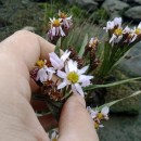 Tripolium pannonicum (Jacq.) Dobrocz.Tripolium pannonicum (Jacq.) Dobrocz.