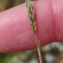 Aira praecox L.Aira praecox L.