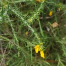 Ulex gallii Planch. subsp. galliiUlex gallii Planch. subsp. gallii