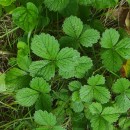 Potentilla sterilis (L.) GarckePotentilla sterilis (L.) Garcke