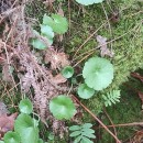 Umbilicus rupestris (Salisb.) DandyUmbilicus rupestris (Salisb.) Dandy