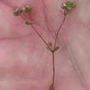 Radiola linoides RothRadiola linoides Roth