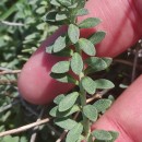 Alyssum gallaecicum (S.Ortiz) Španiel, Marhold & LihováAlyssum gallaecicum (S.Ortiz) Španiel, Marhold & Lihová