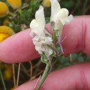 Linaria polygalifolia Hoffmanns. & Link subsp. aguillonensis (García Mart.) Castrov. & LagoLinaria polygalifolia Hoffmanns. & Link subsp. aguillonensis (García Mart.) Castrov. & Lago