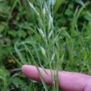 Bromus hordeaceus  L.Bromus hordeaceus  L.