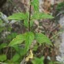Urtica dioica L.Urtica dioica L.