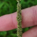 Sporobolus indicus (L.) R. Br.Sporobolus indicus (L.) R. Br.