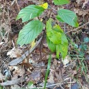 Frangula alnus Mill.Frangula alnus Mill.