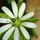 Stellaria media (L.) Vill.Stellaria media (L.) Vill.