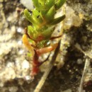 Crassula tillaea Lest.-Garl.Crassula tillaea Lest.-Garl.