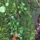 Saxifraga spathularis Brot.Saxifraga spathularis Brot.