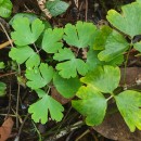 Aquilegia vulgaris L.Aquilegia vulgaris L.