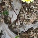 Tolpis barbata (L.) Gaertn.Tolpis barbata (L.) Gaertn.