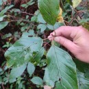 Frangula alnus Mill.Frangula alnus Mill.