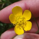Ranunculus bulbosus  L.Ranunculus bulbosus  L.