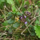 Prunella vulgaris L.Prunella vulgaris L.