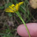 Leontodon longirostris (Finch & P.D.Sell) TalaveraLeontodon longirostris (Finch & P.D.Sell) Talavera