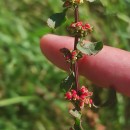 Rumex conglomeratus MurrayRumex conglomeratus Murray