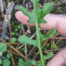 Centaurea corcubionensis M. LaínzCentaurea corcubionensis M. Laínz