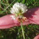 Trifolium repens L.Trifolium repens L.