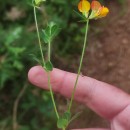 Lotus corniculatus L.Lotus corniculatus L.