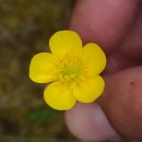 Ranunculus bulbosus  L.Ranunculus bulbosus  L.