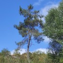 Pinus pinaster AitonPinus pinaster Aiton