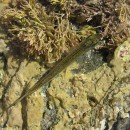 Atherina sp. Linnaeus, 1758Atherina sp. Linnaeus, 1758