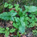 Arum italicum Mill.Arum italicum Mill.