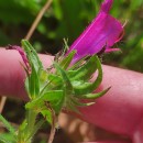 Echium plantagineum L.Echium plantagineum L.