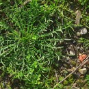Plantago coronopus L.Plantago coronopus L.