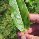 Rumex acetosa  L.Rumex acetosa  L.