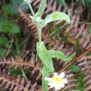 Andryala integrifolia L.Andryala integrifolia L.