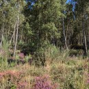 Quercus suber L.Quercus suber L.