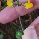 Lotus corniculatus L.Lotus corniculatus L.