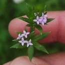 Sherardia arvensis L.Sherardia arvensis L.
